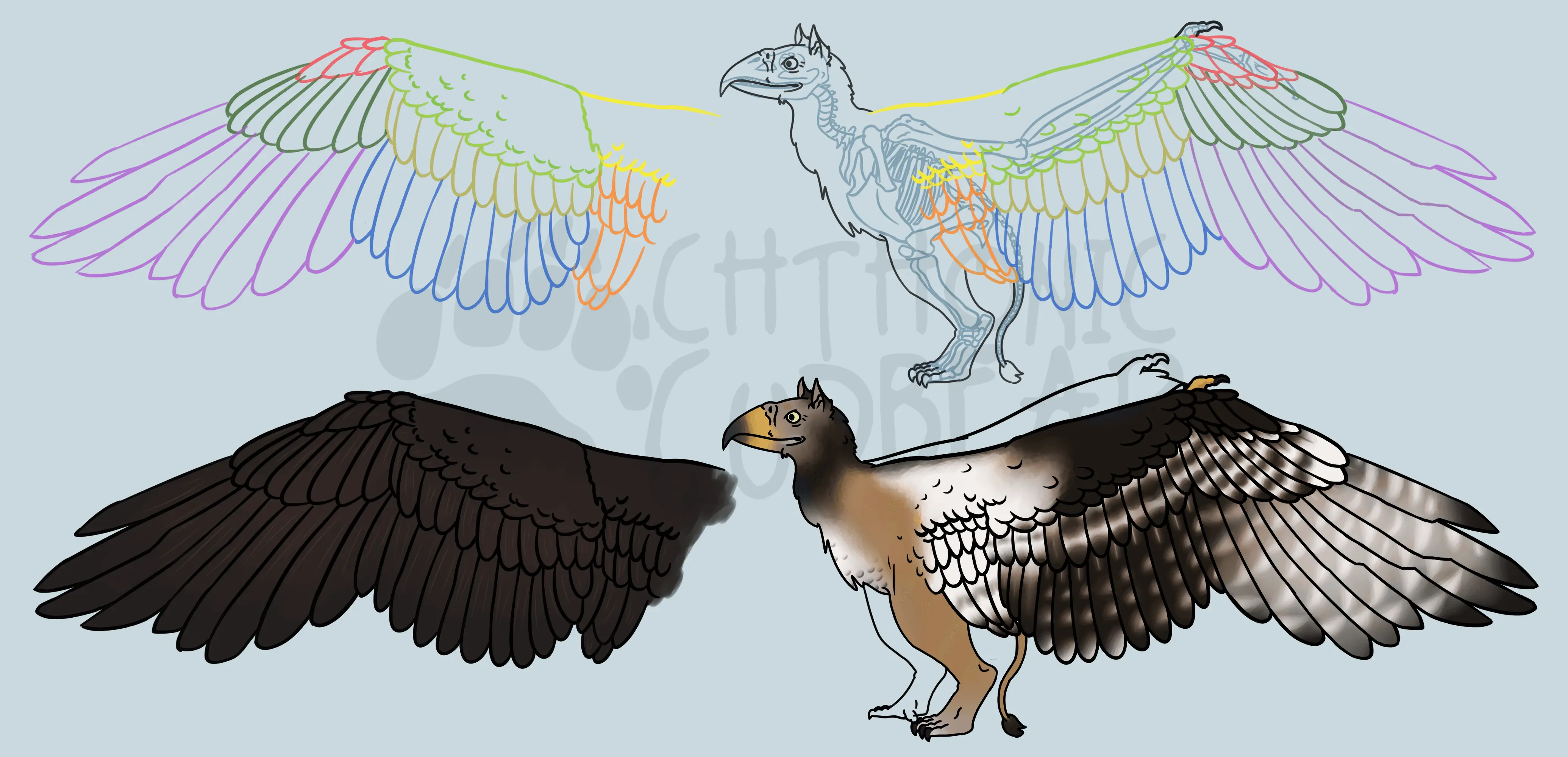 Illustration of a lion-footed bird, showcasing its wings and its bones in an anatomy educative transparent way.