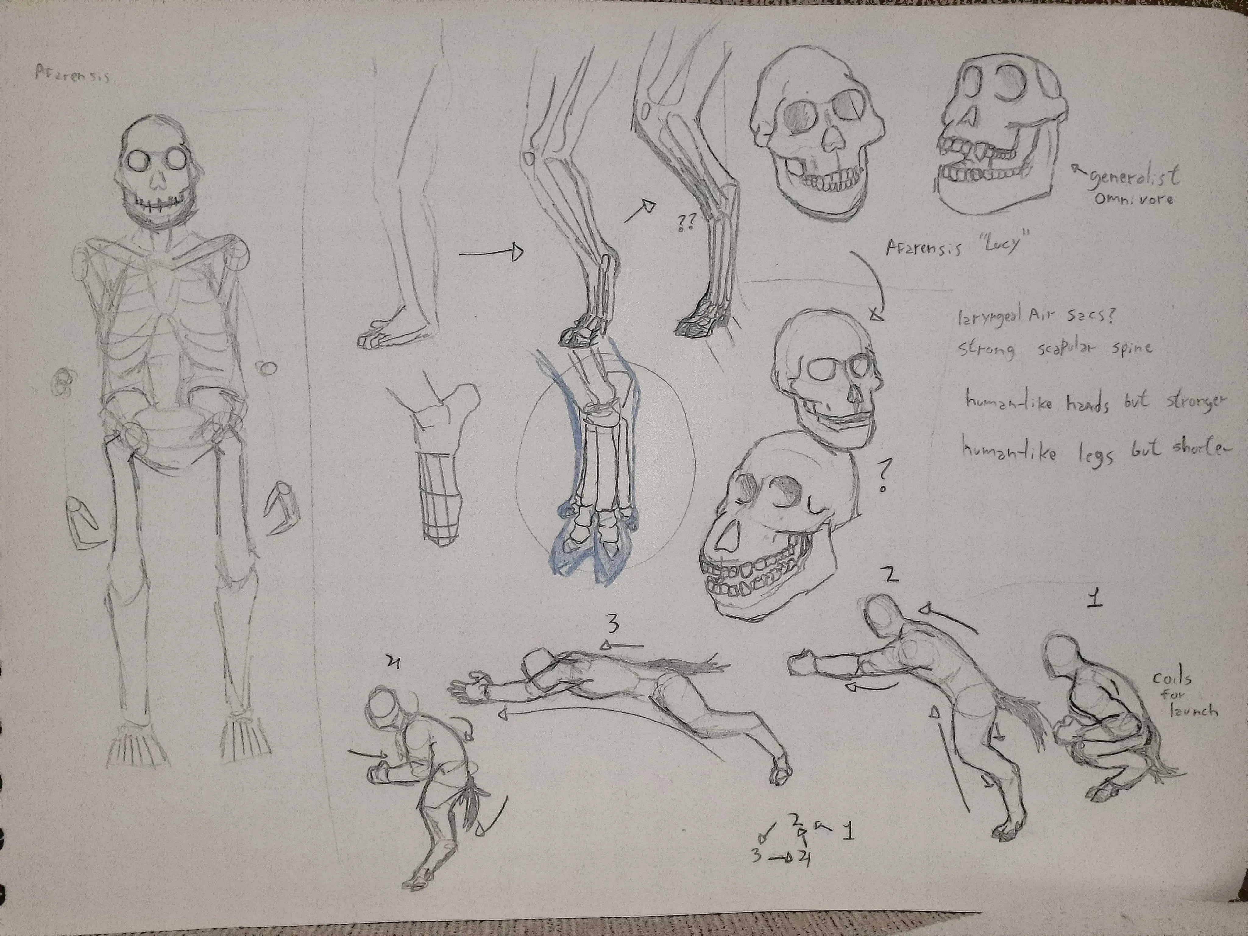 Several anatomy sketches of a humanoid with goat-like legs, including skull sketches and bounding sequence