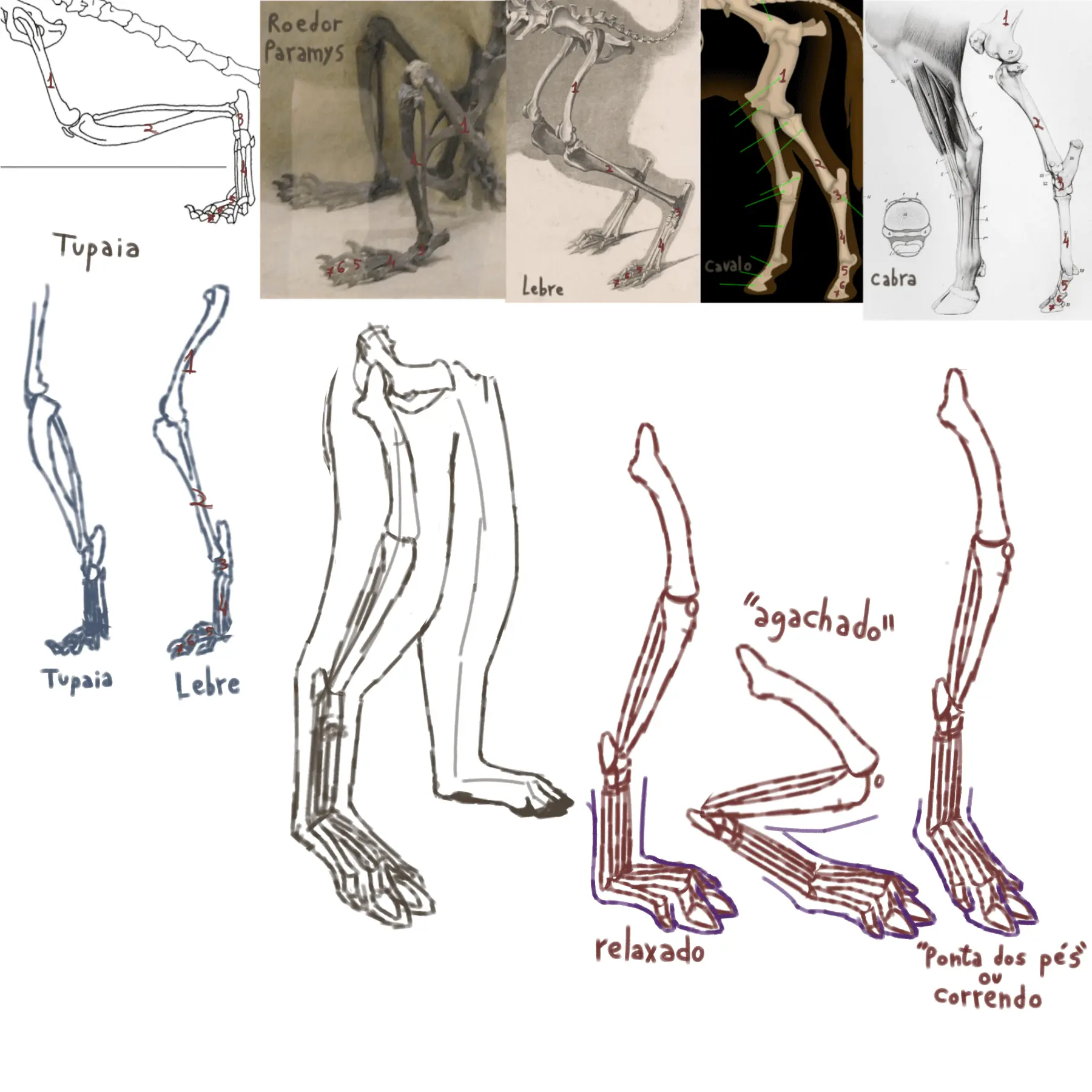 Several leg anatomy sketches of a made-up creature comparing to real-life animal legs.