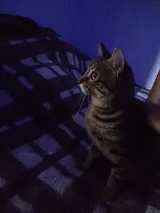 A weary tabby cat sitting on a bed with a gray flannel pattern. The room is dark and has dim blue lighting.