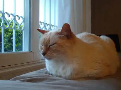 A cream-colored cat 'loaf' on a bed by the window, eyes closed enjoying the dim warmth of the sun.