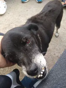 A close-up of the face of an old and small black dog. The dog has it's lower teeth more pronounced.