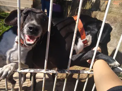 Two black dogs leaning against a white and rusty metal gate, they look excited to see you.
