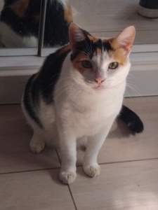 Calico cat back to back with a mirror. The cat has clearly distinguished orange and black markings on its white fur.