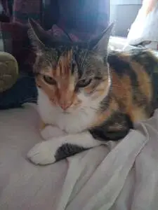 Calico cat with eyes almost closed. The cat's markings resemble a camouflage pattern of gray, orange and white.