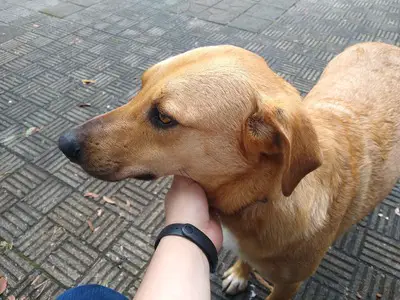 A caramel-colored mutt recieving pets on its neck. The background is a striped tiled pavement.