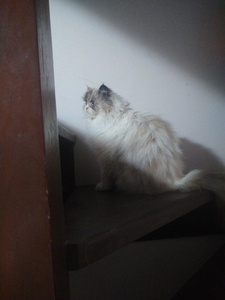 Small ragdoll cat sitting on a wooden staircase, its fur almost white and dark marks on its face.