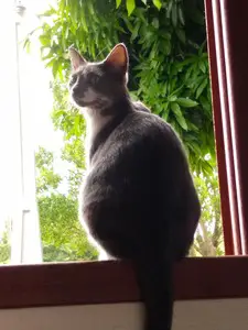 A gray cat with white chest sitting on a windowsill, head looking back at the viewer. The background is a view of trees and blue sky.