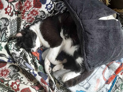 Tuxedo cat resting on a couch, partially covered by a cushion.