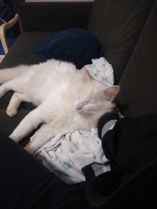 Spotless white cat lying down on a brown couch and using a wrapped sheet as pillow.