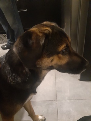 Black and brown dog like a german shepherd with floppy ears, giving a step closer.