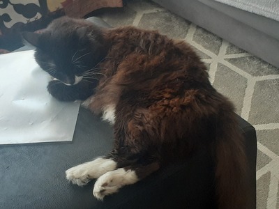 Suri Old black cat laying on a table, fur going reddish from too much sun.