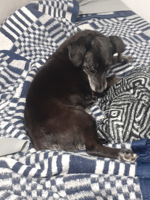 An small and old black dog, fur going gray, laying on a checkered blanket.