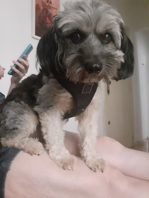 Young terrier (?) with gray coat and fawn belly and leg fur, using a black harness and sitting on a human's legs.