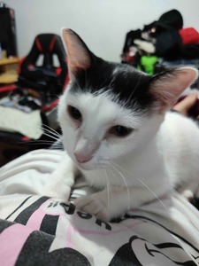 Esmeralda Shorthair cat with white fur and black spots on top of someone, the black markings look like ugly bangs.