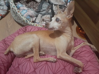 Lady An old pinscher dog, brown fur going white and eyes whitening with age.