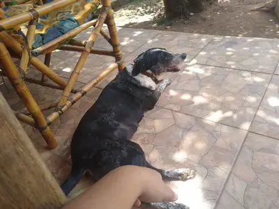 A black and white dog lying on a tiled floor wearing a leather collar. In the background there is a bamboo chair and a backyard.