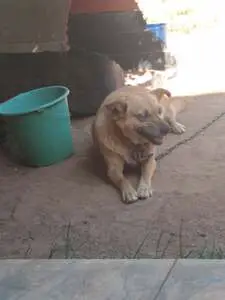 A dog lying on a dirt ground in front of a slightly damaged doghouse. The dog is light brown and its front paws are streched.