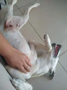 A white dog lying on its back on a white tiled floor, being petted by a human hand.