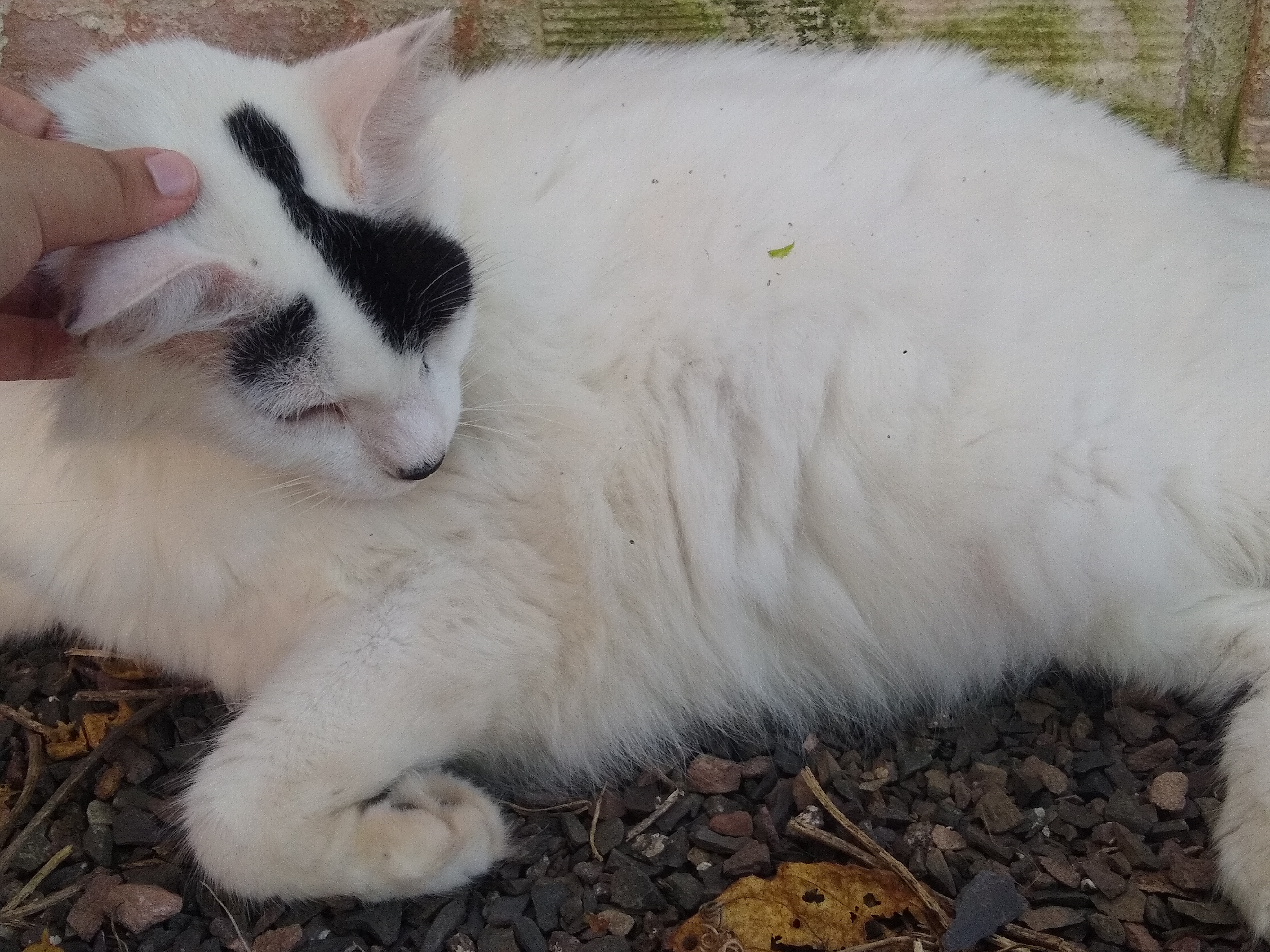 White cat with black spots, laying on dirt