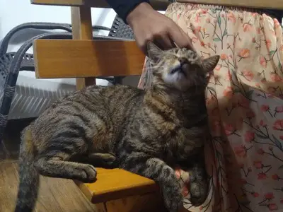 A dark tabby cat lying on a wooden bench being petted. The person wears a floral long skirt.