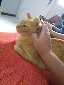 A ginger cat being petted, its paws are tucked below the body. The cat is lying on an orange surface like a loaf.