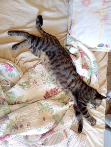Nicholas Grey tabby cat stretched sideways on a white bed.