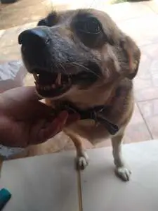 A close-up of a short dog being petted on the chin, it has brown fur and wears a leather collar.