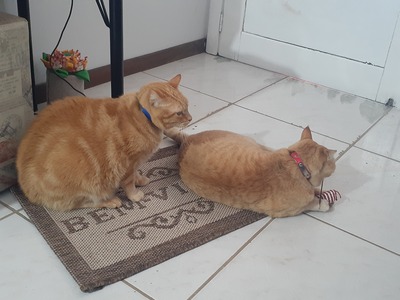 Lelo and Honey (cat) Two orange cats, with a blue and a red collar respectivelly