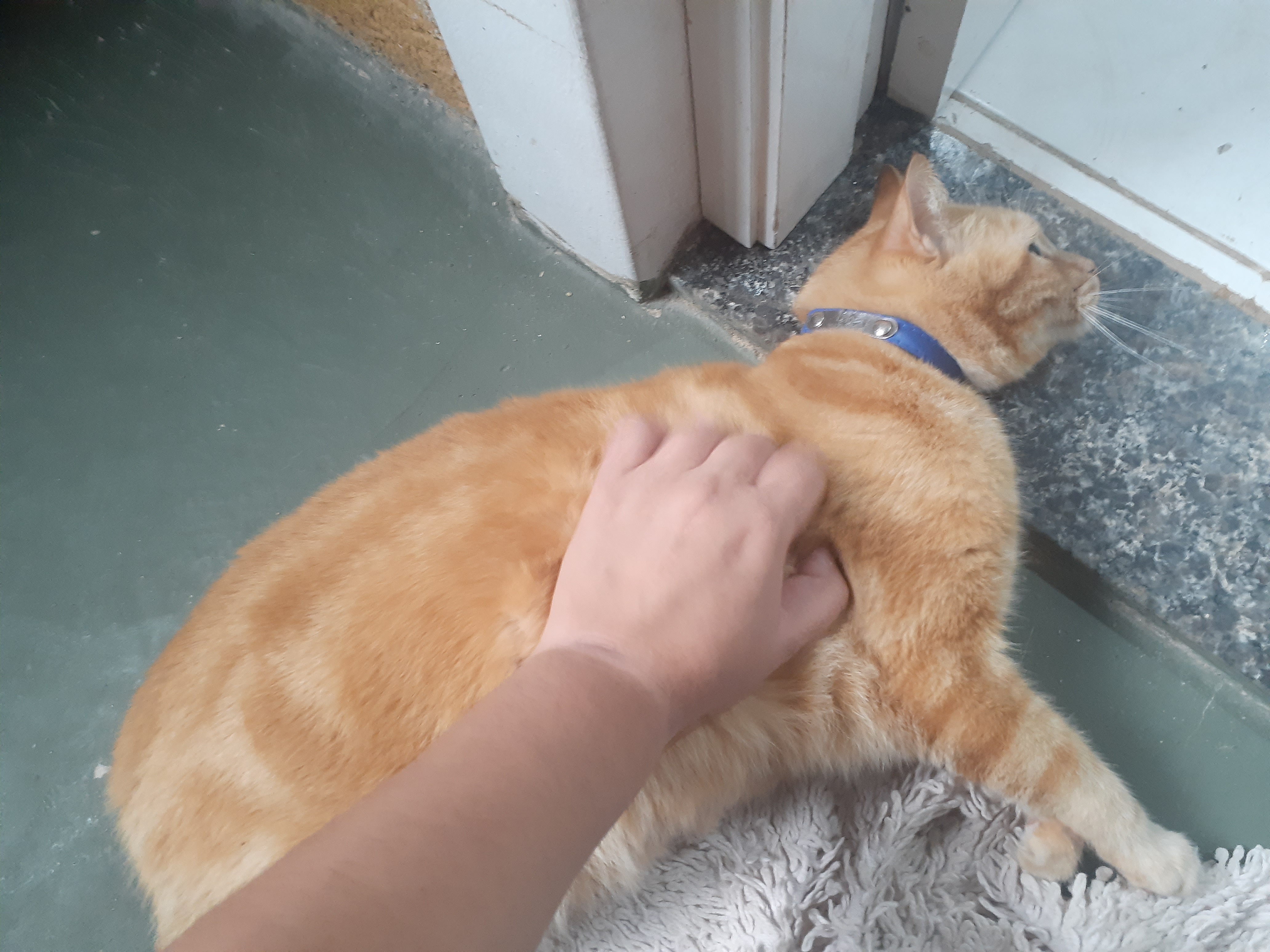 Orange cat with a blue collar, laying on its side while getting patted