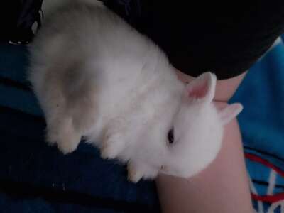 Baby, cute and round white bunny on someone's lap.