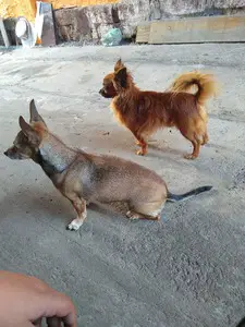 Two small dogs, one looks like a dachshund mix and the other looks like a pomeranian mix. The background is like a dirty concrete alley.