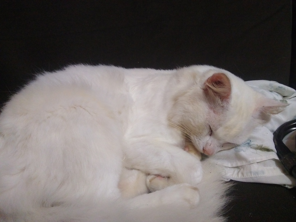 Spotless white cat resting on a dark couch using a sheet as a pillow.